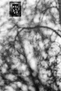 Tree in two dimensions