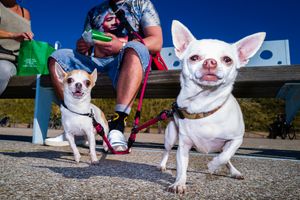 Lulu and Messi & Company