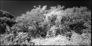 Mother Lake in White #7