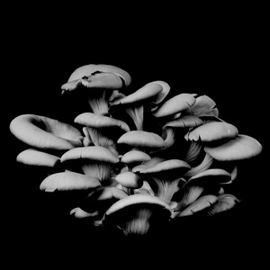 Oyster Mushroom 20