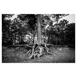 Horsell Common