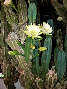 Night Blooming Key Tree  Cactus