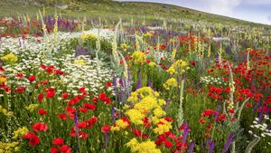 A fallow field in the Abruzzo, Italy