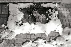 Cat, snow and bird footsteps