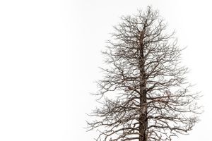 Dead tree in Bryce Canyon, USA