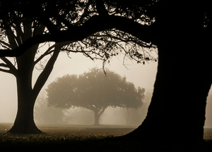 Sunrise Fog at the Chalmette Battlefield, January 21, 2016