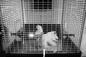 Gioiosa Jonica (Italy)