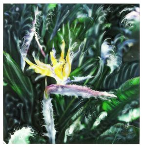 Bird of Paradise, Ponta Delgada