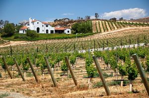 Vineyards in Temecula