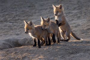 Three Engaged And Curious Young Red Fox Kits