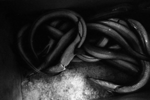 Eels on ice