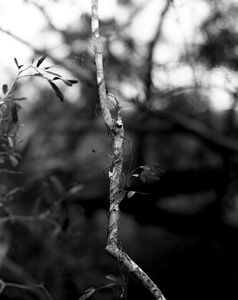 Delicate Details