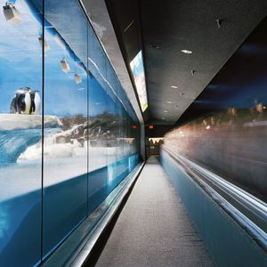 Five Minutes of Humans Observing Penguins From a Conveyor Belt