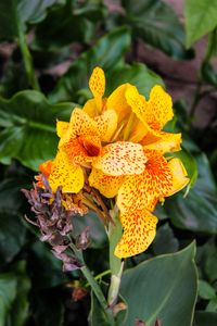 Canna Lily - Oaxaca, Mexico