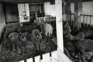 The black sheep.