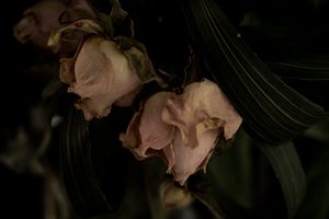 dead roses
