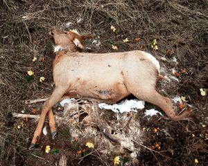Elk
