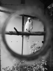 Parrot through a Window Pane