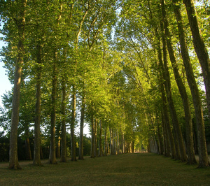 Forestry Parks	Versailles, France
