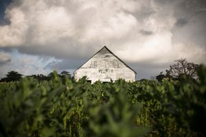 Tobacco Landscape