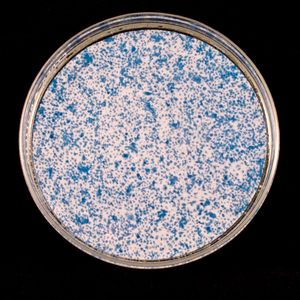 Chlamydia Two