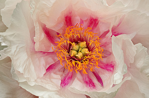 Peony Close-up