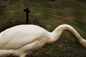 Swan   © Seán Duggan
