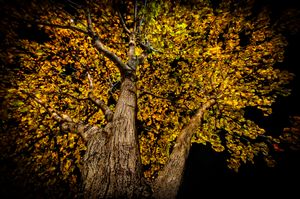 Alien Crab Claw Tree