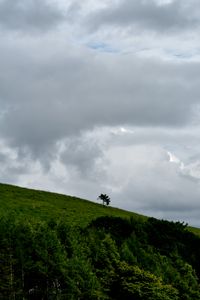 a tree