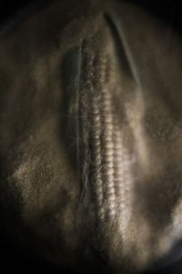Ode to Maize