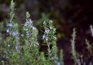 Rosemary