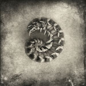 Centipede© Gary