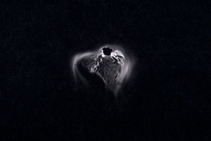 Mycelium Spore Print #4, 2020
