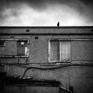 A crow on top of a Newsagents in Sheffield.