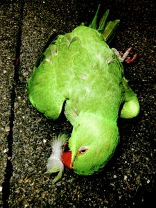 "GREEN PARROT DOWN" "Grün war die Hoffnung"