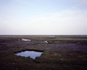 Coastal salt marsh 02