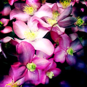 Clematis