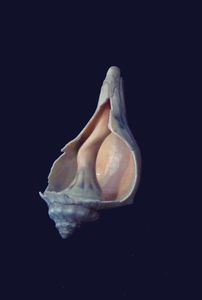 shell