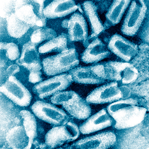 Rabies Virus