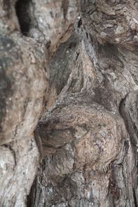 Tree face