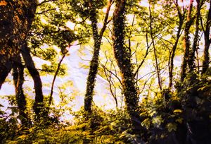 Honest Landscape