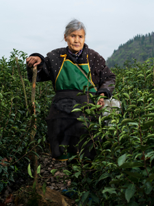 The portrait of the female Chinese tea picker