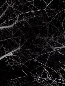 Branches