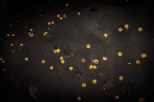Untitled(Fallen)