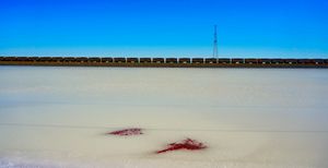salt pond with blood