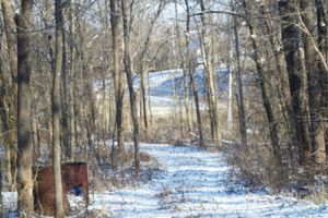 Snowy Forest