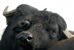 Cookbook ' Keukengeheimen uit het Vechtdal ' 12 farmers, 4 chefs, 36 recipes