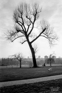 Hampstead Heath | 09