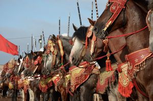 The line of horses marshaling before commencing a charge. Oued Merzeg, Morocco