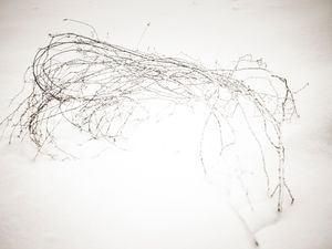 Birch branch